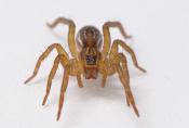 bospiraat (Pirata hygrophilus) 4-2014 8786